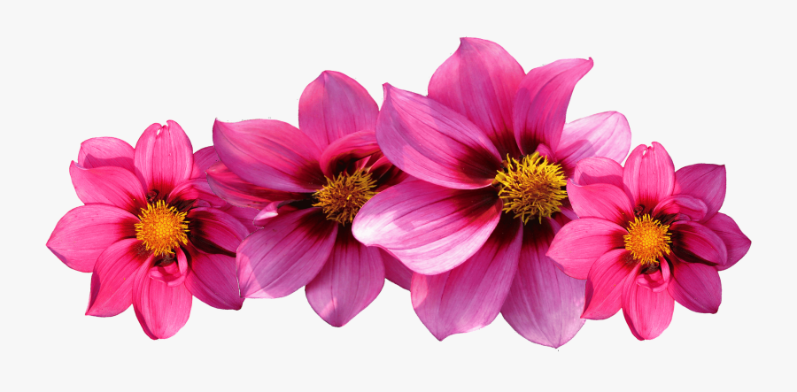 Daisy Clipart Hot Pink Flower - Flores Png Fundo Transparente, Transparent Clipart