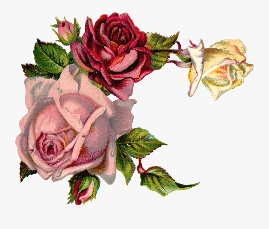 Clip Art Antique Images Digital Pink - Vintage Roses Corner Png, Transparent Clipart