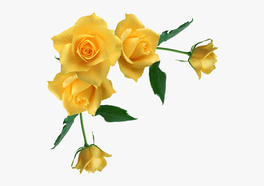 Yellow Roses Transparent Background, Transparent Clipart