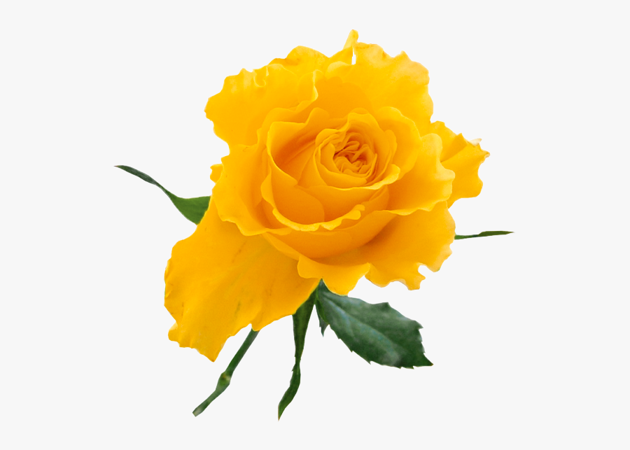 Yellow Flower Transparent Png, Transparent Clipart