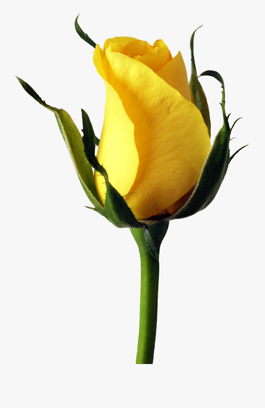 Yellow Rose Png Image - Transparent Rose Png Hd, Transparent Clipart