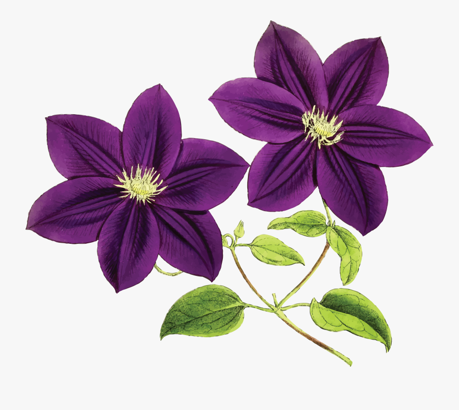 Floral, Flowers, Leaf, Leaves, Purple, Vintage - Purple Flowers, Transparent Clipart