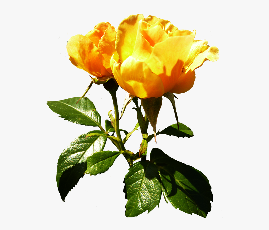 Orange Rose Clipart With Stalk And Leaves - Stalk And Leaf Png, Transparent Clipart