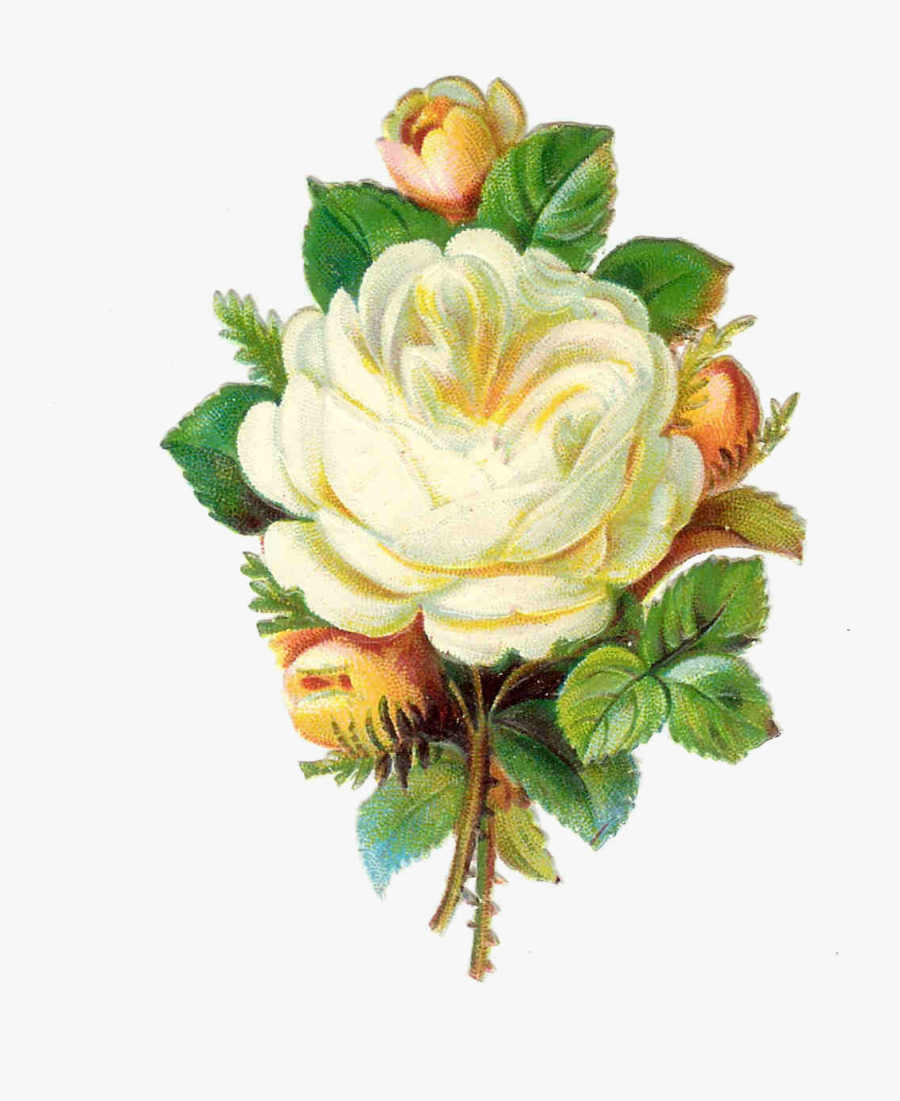 Free Victorian Rose Pictures, Transparent Clipart