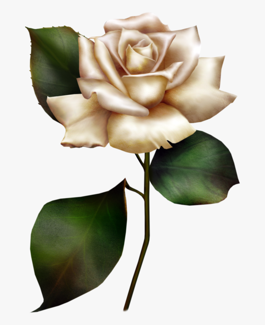 Free Rose Download Clip - Clipart Of White Roses, Transparent Clipart