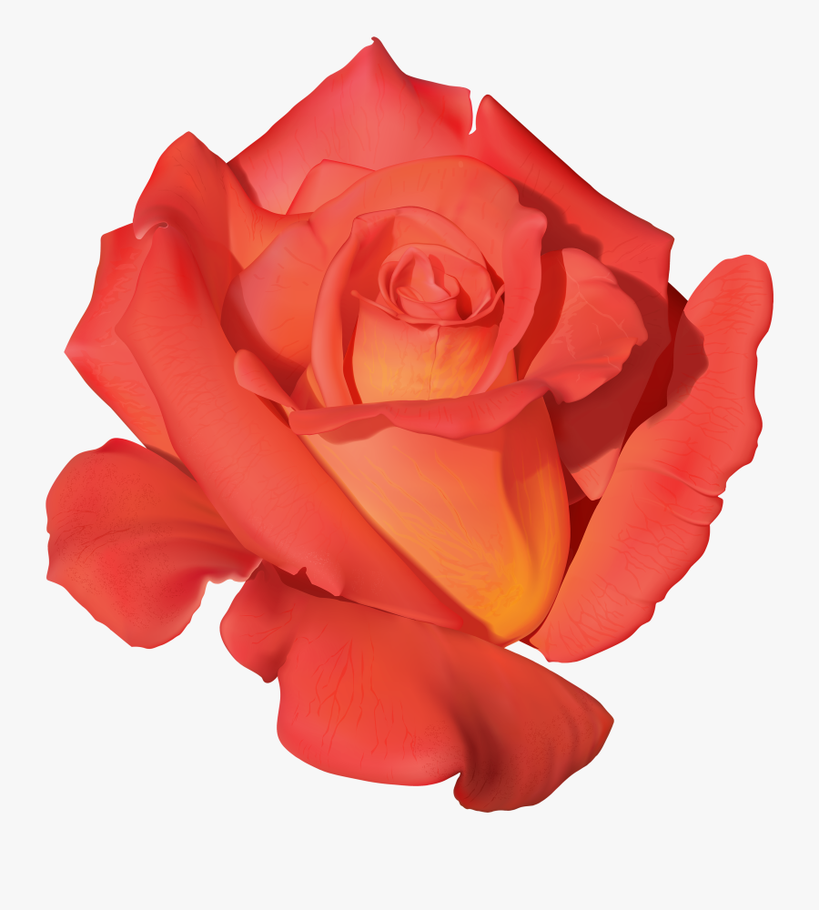 Orange Rose Png Clipart - Red Orange Rose Transparent Background, Transparent Clipart