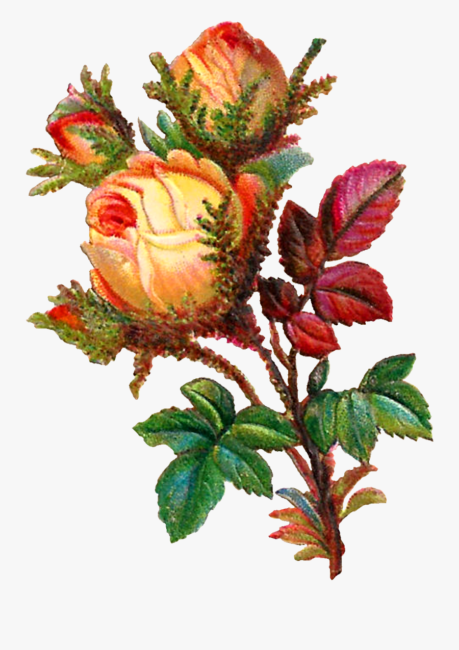 Rose Digital, Transparent Clipart