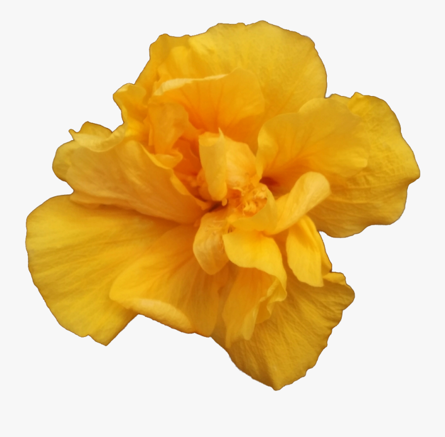A Single Yellow Rose - Carnation, Transparent Clipart