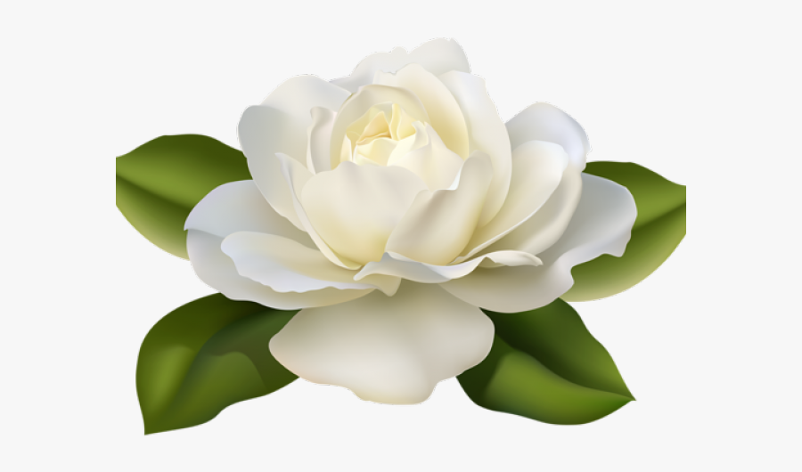 Transparent Background White Rose Png, Transparent Clipart