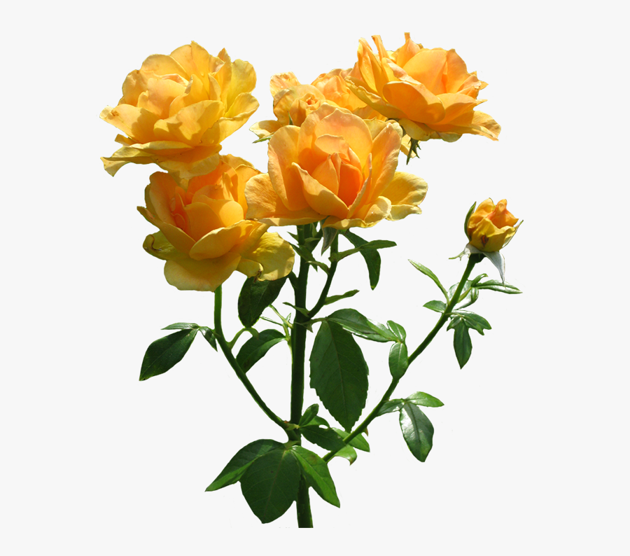 Zonta Rosa Lots Of Blooming Orange Roses - Orange Roses Transparent Background, Transparent Clipart