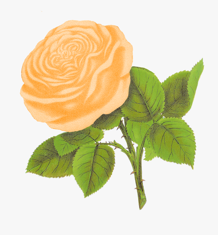 Clipart Weiße Rosen, Transparent Clipart