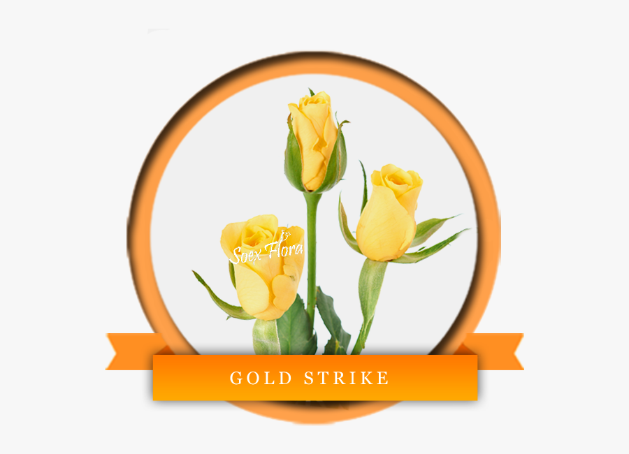 A Very Fresh Bright Yellow Rose Gold Strike Is Very - Tulip, Transparent Clipart