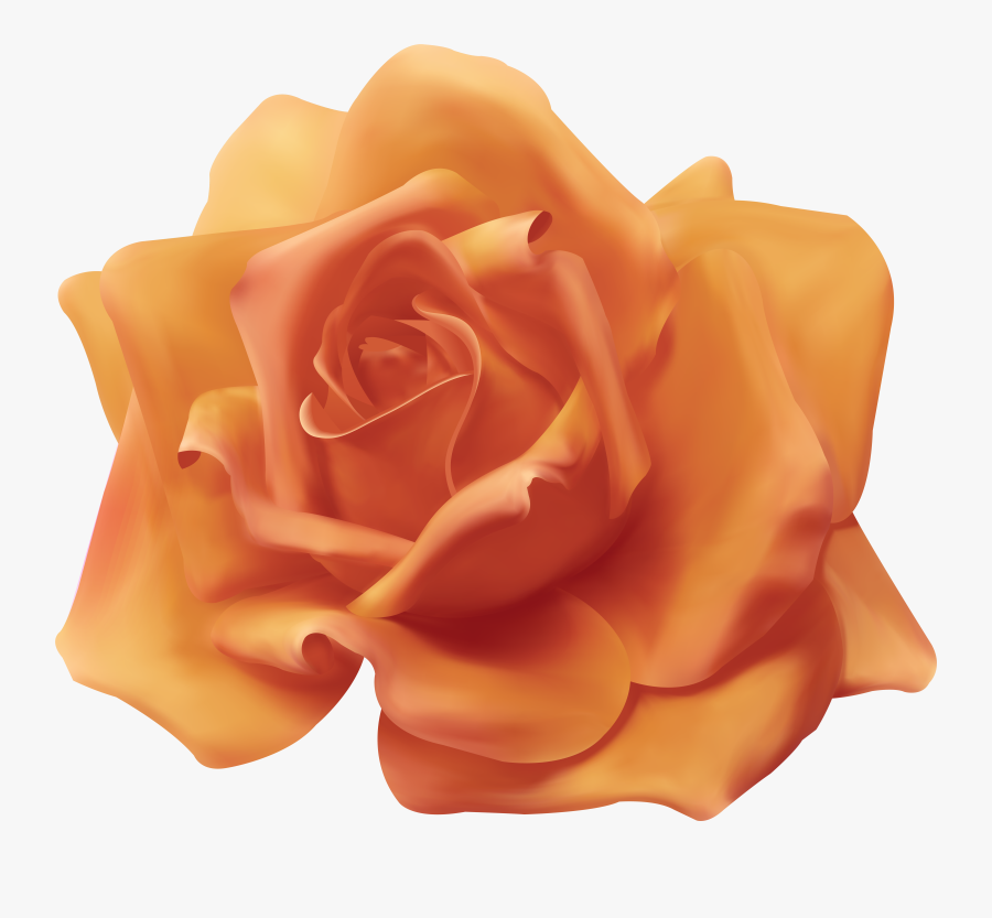 Beautiful Peach Rose Transparent Image, Transparent Clipart