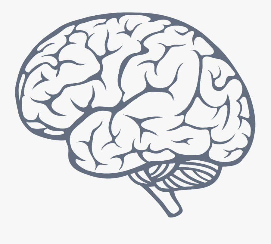 Brain Image Transparent Background, Transparent Clipart