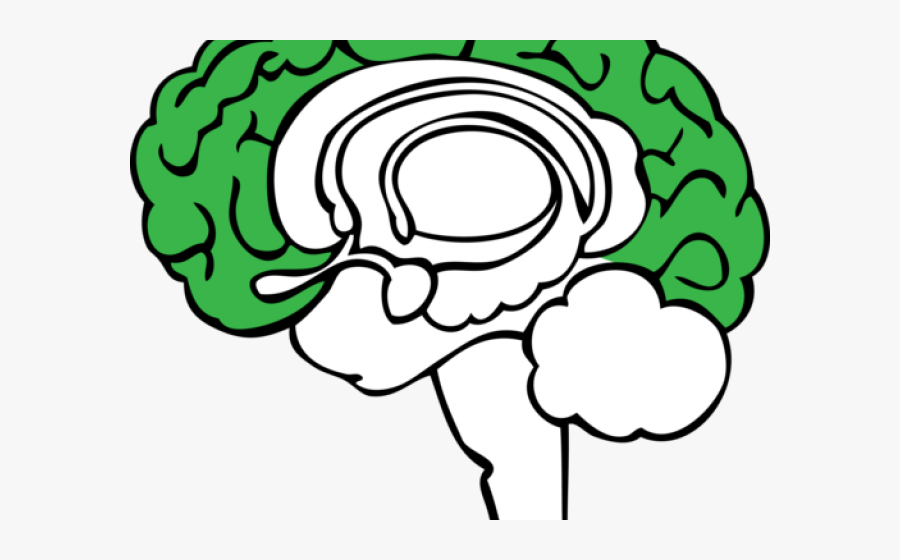Brain Clipart Plant - Limbic System Without Labels, Transparent Clipart