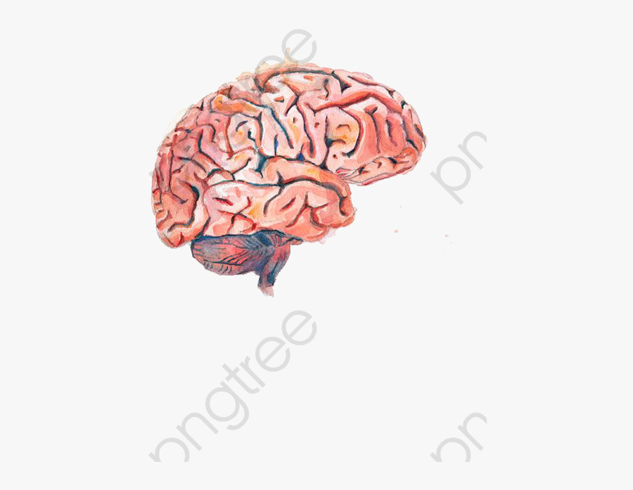 Brain Clipart Cartoon - Brain Art, Transparent Clipart