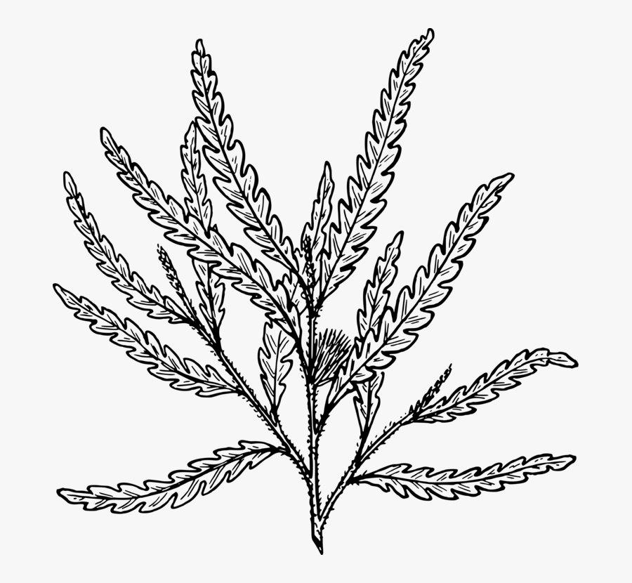 Symmetry,monochrome Photography,grass Family - Ferns Plant Png Black And White, Transparent Clipart