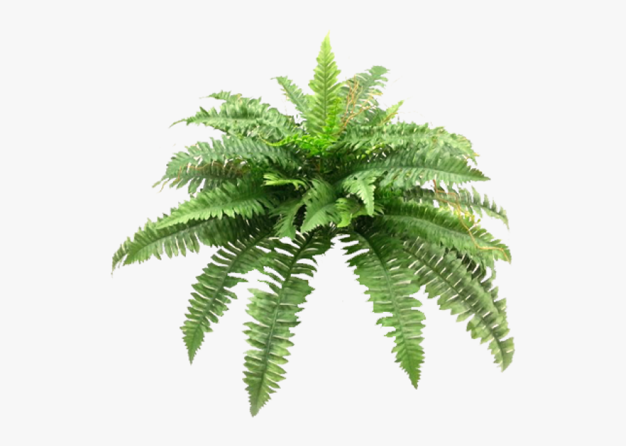 Boston Fern Bush X 4 48lvs - Fern Png, Transparent Clipart