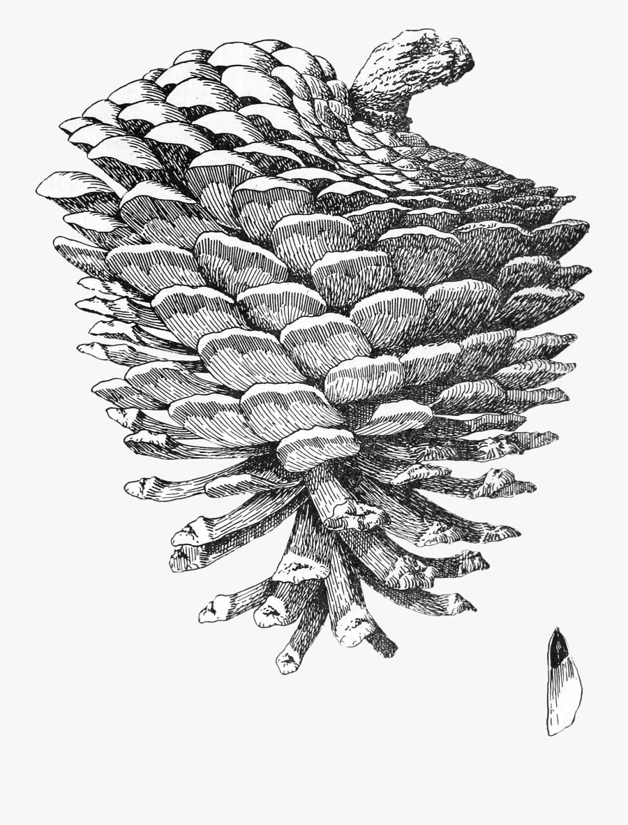 Sketch, Transparent Clipart