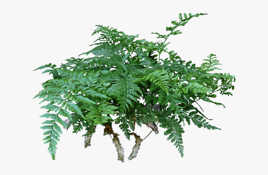 Clip Art Tired Of Same Old - Rabbit Foot Fern Png, Transparent Clipart