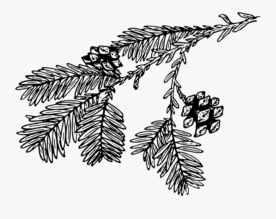 Redwood Image Transparent - Black And White Pine Branch Clipart, Transparent Clipart