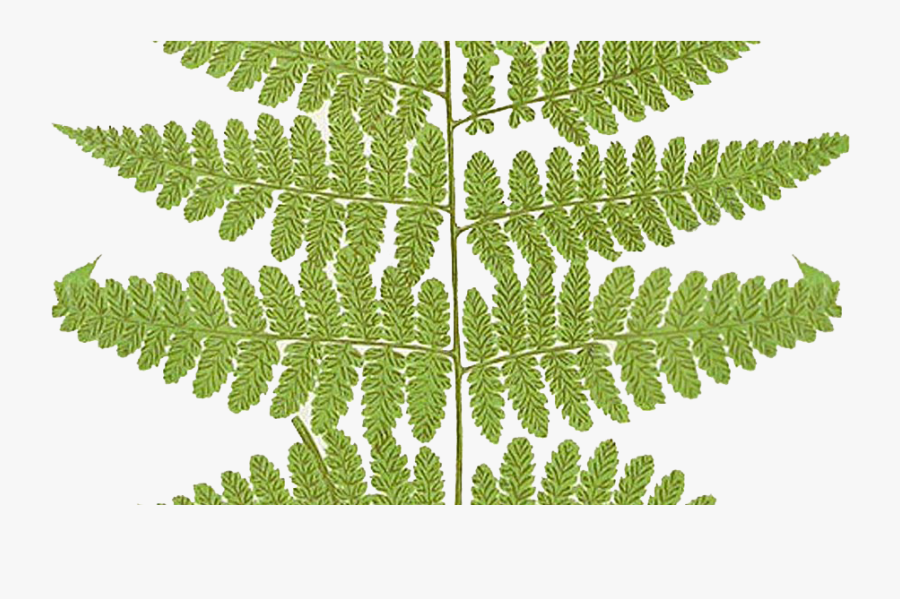 Clip Art - Fern, Transparent Clipart