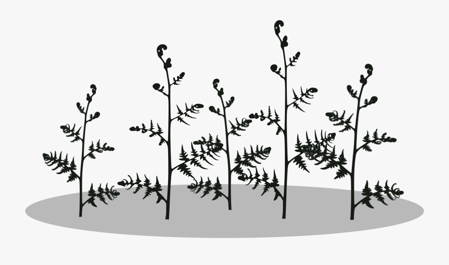 Fern-silhouette Clip Arts - Fougère Png Noir, Transparent Clipart