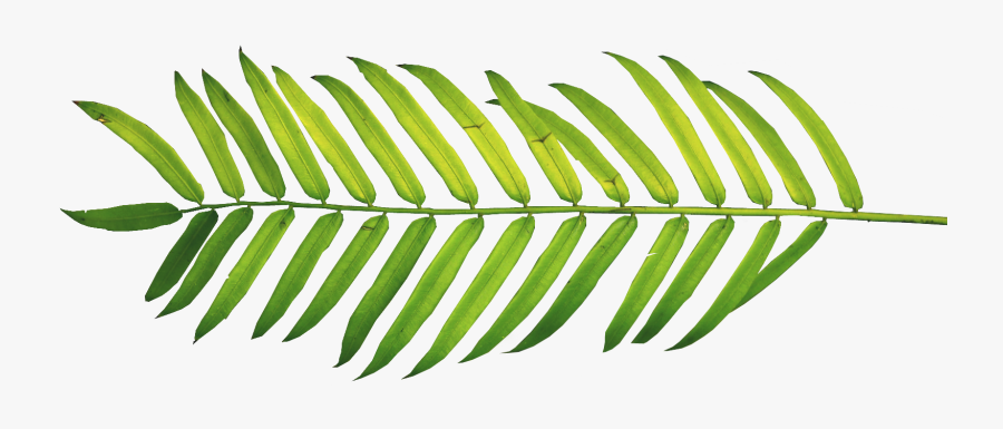 Palm Fronds, Tree Clipart, Ferns, Leaves, Nature, Polyvore, - Palm Leaves Watercolor Png, Transparent Clipart