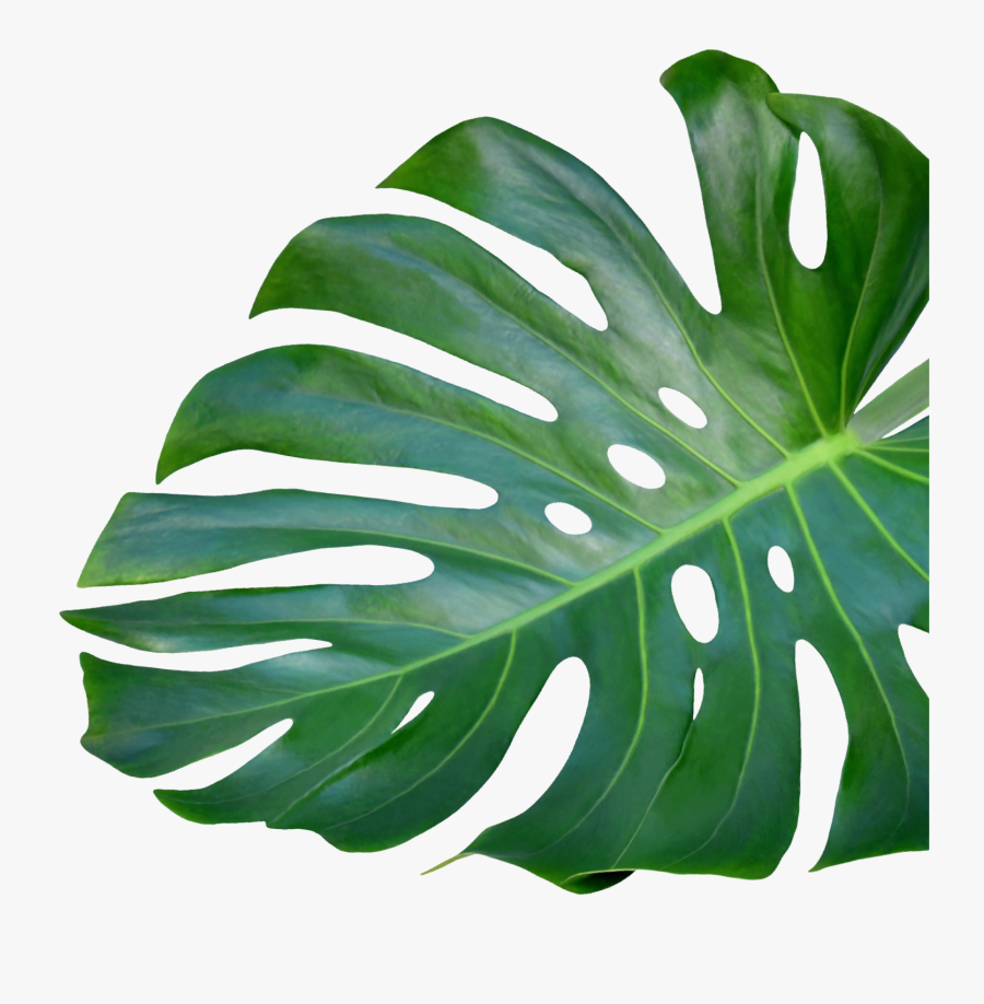 Plant-bg - Monstera Deliciosa, Transparent Clipart