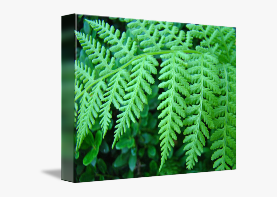 Clip Art Green Fronds Art Prints, Transparent Clipart