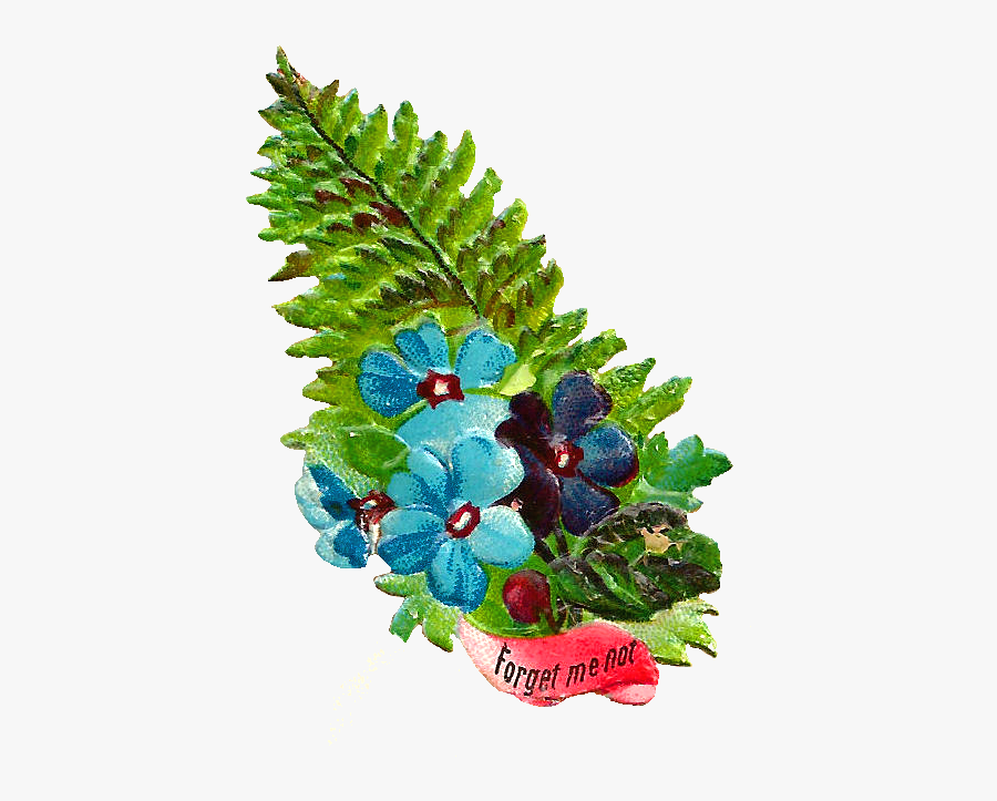 Seedless Fruit, Transparent Clipart