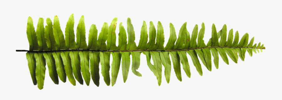 Fern Leaf - Fern Leaf Texture Png, Transparent Clipart