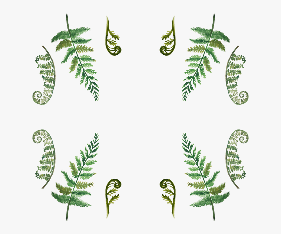 Ostrich Fern - Fern, Transparent Clipart