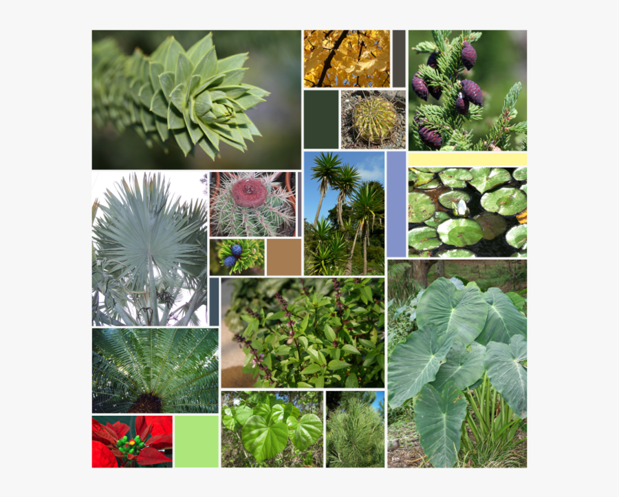 Transparent Fern Clipart - Plants 50 Million Years Ago, Transparent Clipart