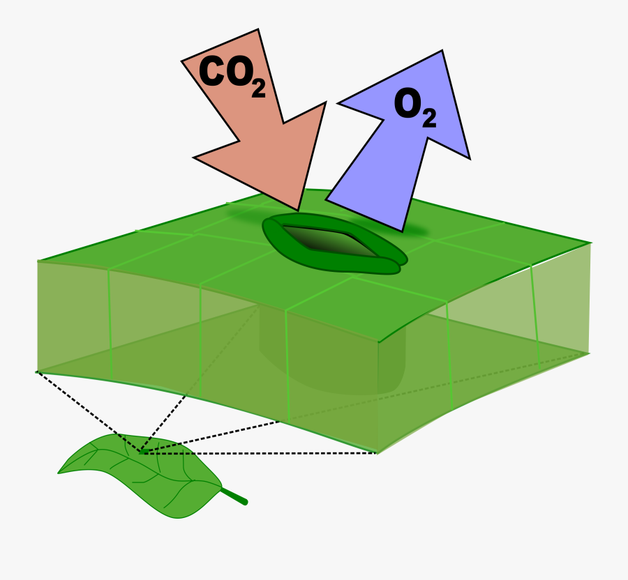 Clipart Klyvöppning - Leaf Stomata Clip Art, Transparent Clipart