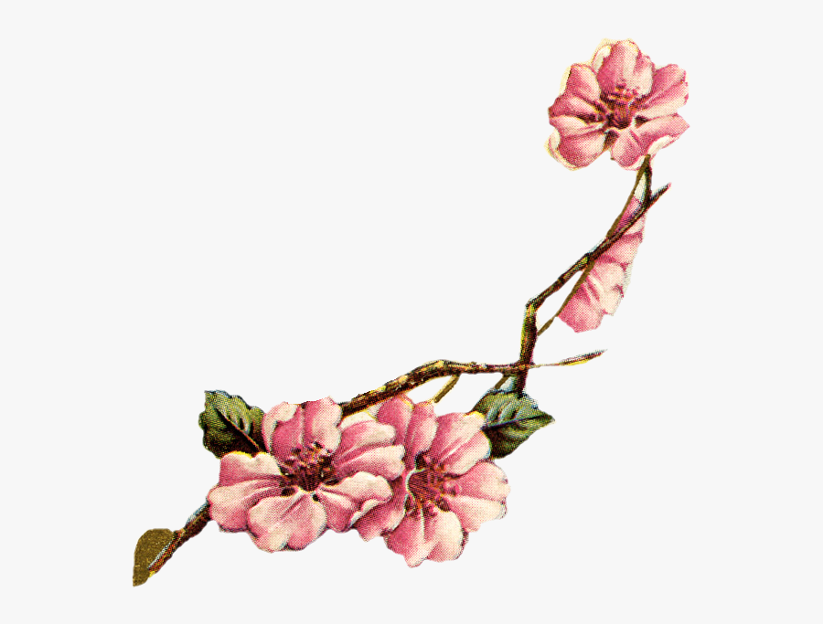 Vintage Cherry Cliparts - Cherry Blossom Vintage Png, Transparent Clipart
