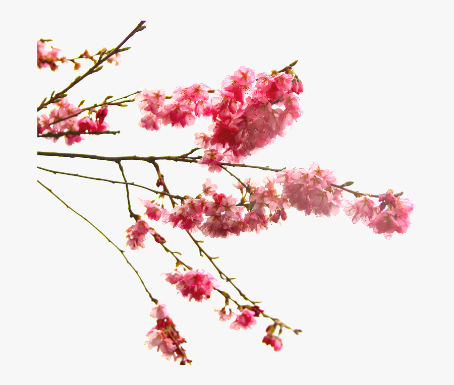 High Quality Cherry Blossom Cliparts - Japanese Cherry Blossom Transparent, Transparent Clipart