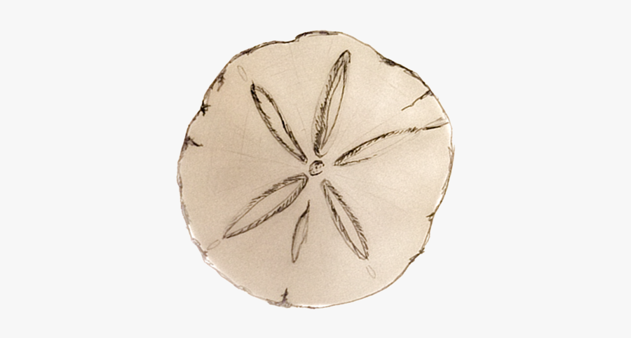 Clip Art Sand Dollar Photos - Sand Dollar, Transparent Clipart