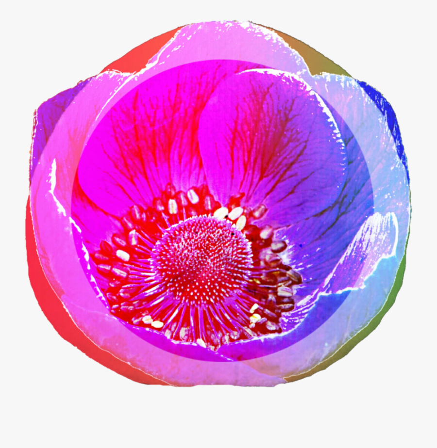 Blue Anemone And Sand Dollar Blend By Jeanicebartzen - Geissorhiza, Transparent Clipart