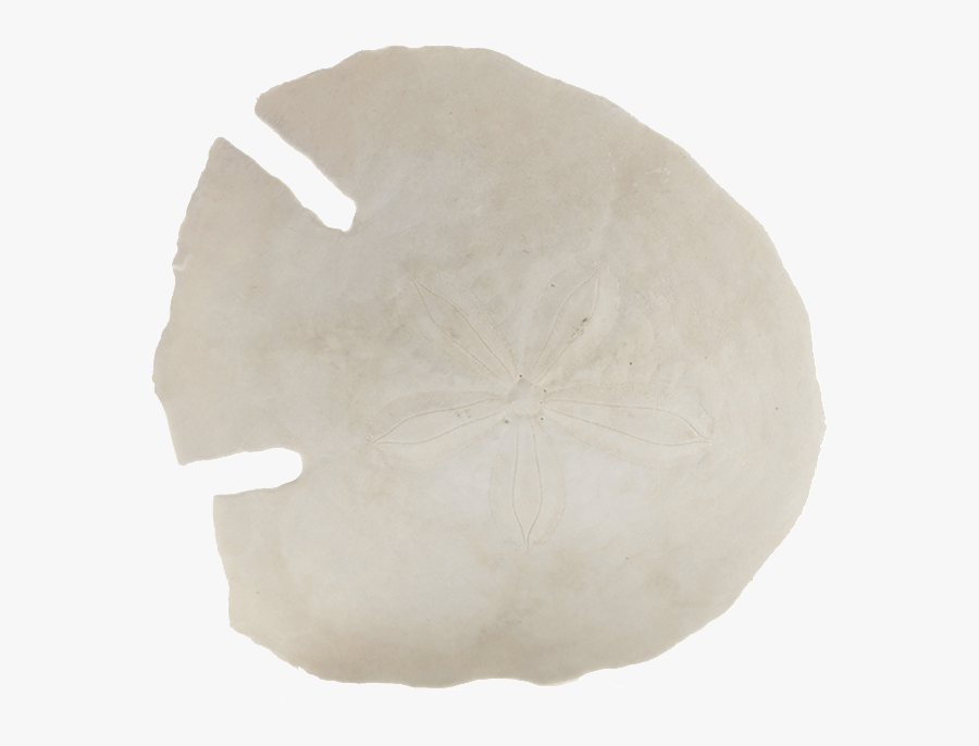 Transparent Sand Dollar Png - Sand Dollar, Transparent Clipart