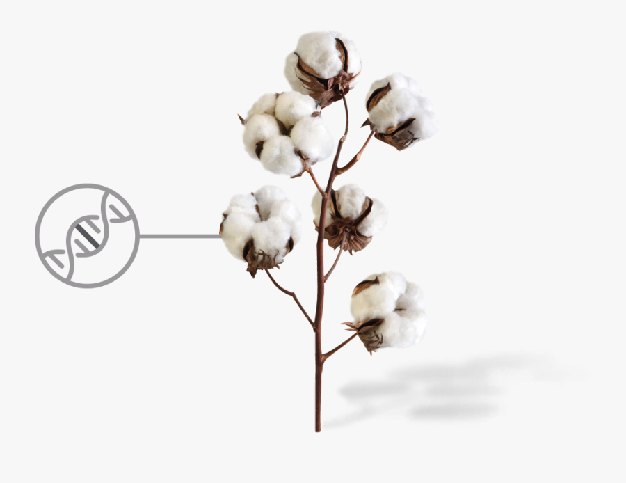 Clip Art Cotton Flowers - Cotton Plant Transparent Background, Transparent Clipart
