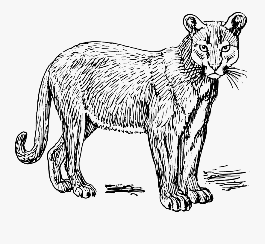 Wild Cat,carnivoran,lion - Puma Tier Schwarz Weiß, Transparent Clipart