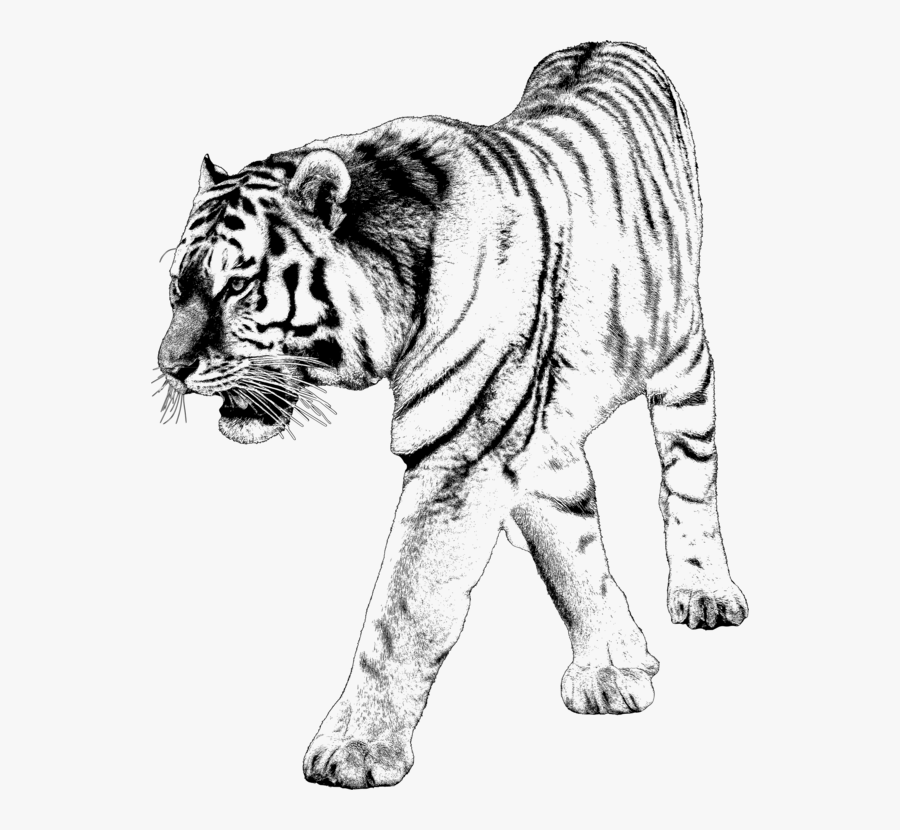 Art,monochrome Photography,carnivoran - Tiger Images With White Background, Transparent Clipart