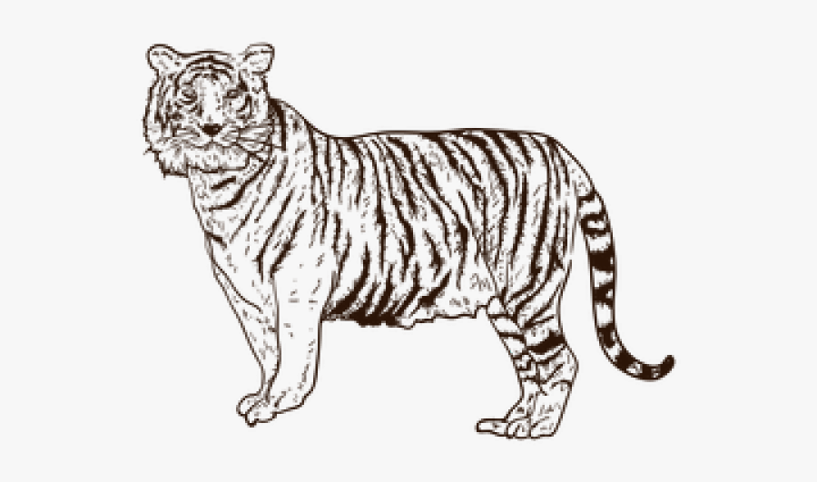 Drawn Cougar Rainforest - Siberian Tiger, Transparent Clipart
