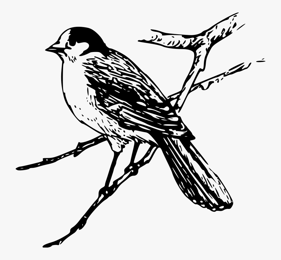 Transparent Bird Drawing Png - Maya Clipart Black And White, Transparent Clipart