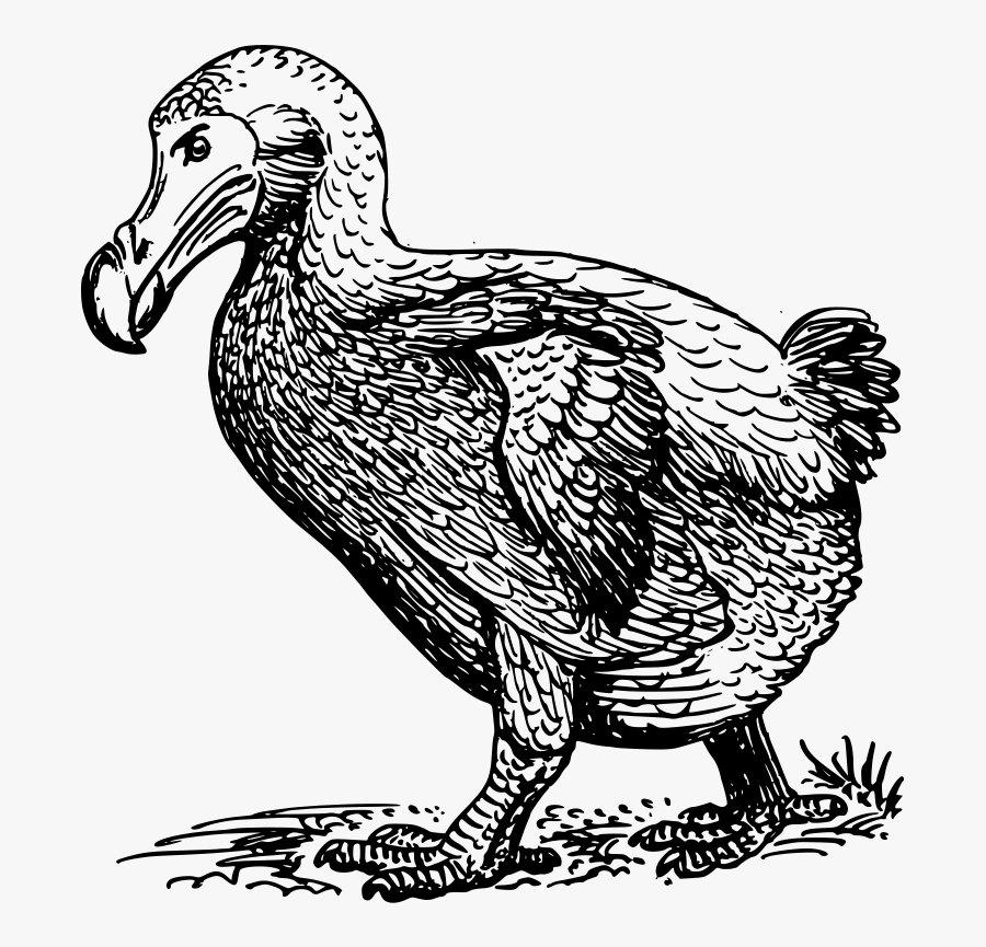 Free Vector Dodo Bird Clip Art - Sketch Of Dodo Bird, Transparent Clipart
