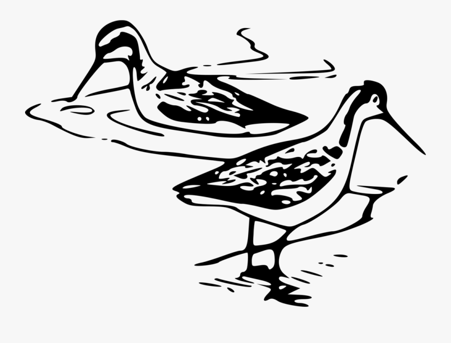Wader Shorebirds Line Art Black And White - Libro Almanaque Escuela Para Todos 1981, Transparent Clipart