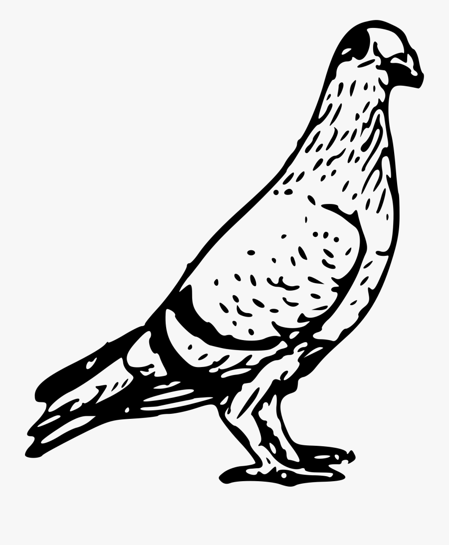 Transparent Bird Drawing Png - Pigeon Black And White Clipart, Transparent Clipart