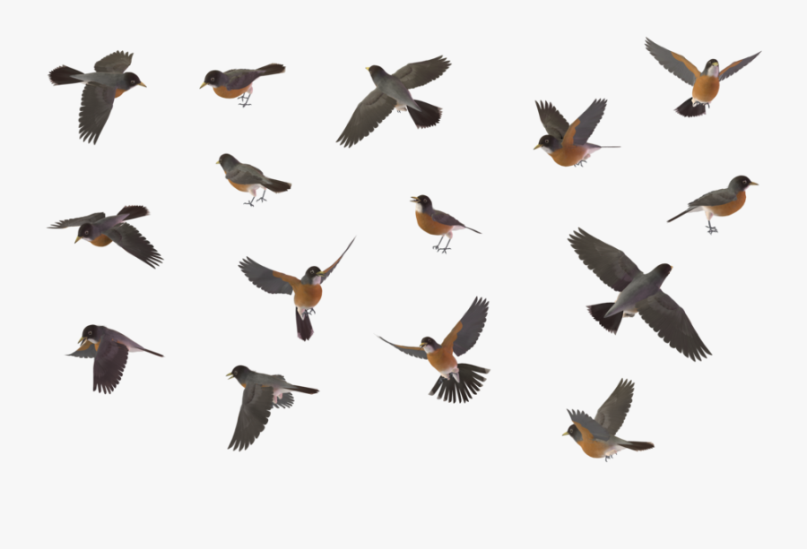 Flying Robin Bird Png Clip Art Black And White Download - Blue Jay Birds Png, Transparent Clipart