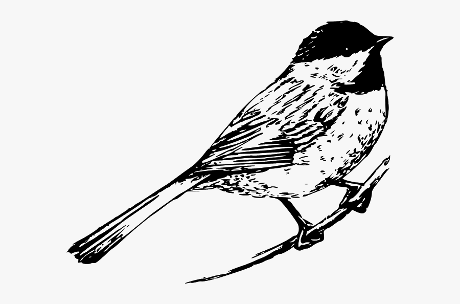 Bird Picture Black And White, Transparent Clipart